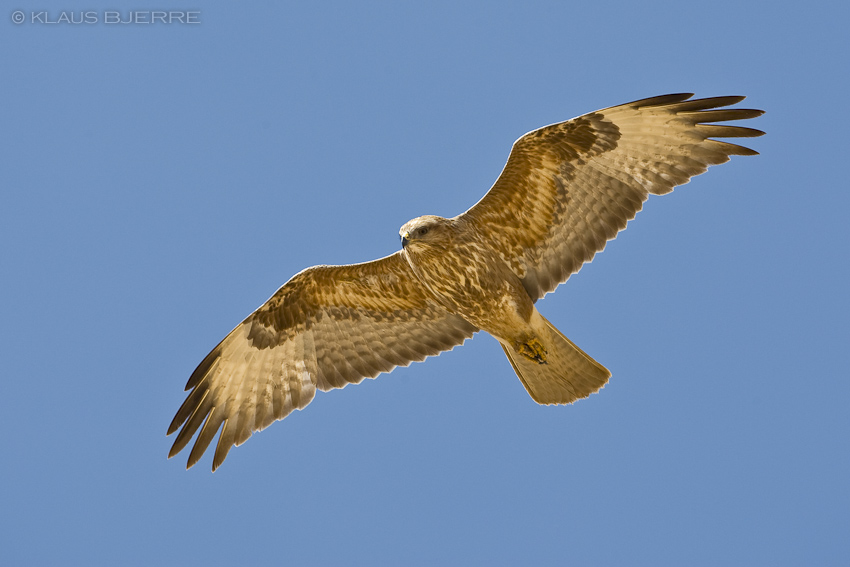 Steppe Buzzard_KBJ4131.jpg - Steppe Buzzard - Eilat Mountains